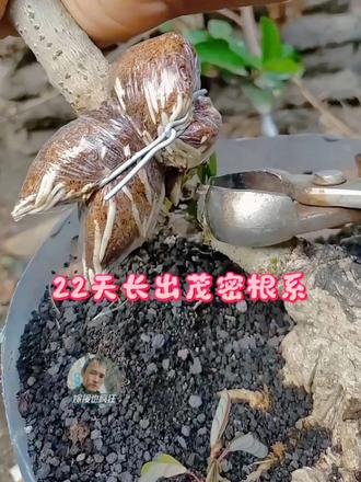 22天长出茂密根系 榄仁盆景高空压条全过程，22天就能长出健壮根系，盆景爱好者可以试试