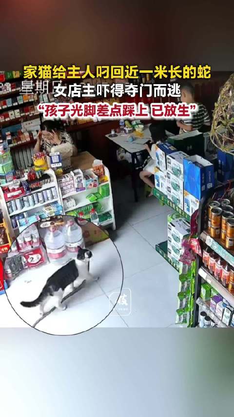 【#猫叼回1米长蛇主人吓得夺门而出##女主人回应猫叼回近1米长蛇】