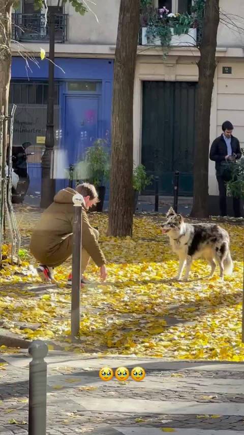 世界上最有幸福感的东西都在这个视频里了！阳光、金黄色的落叶、小狗、爱小狗的主人