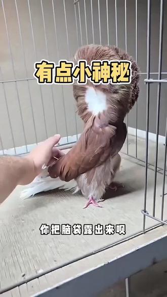 这到底是什么动物