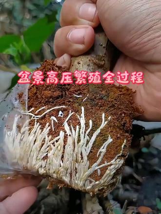 盆景高压繁殖全过程 盆景高压繁殖全过程，高空压条生根取桩，适合老枝培育独立盆景素材
