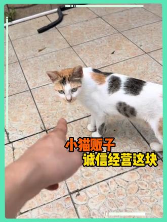 它不是在发呆，它在思考这个局面怎么破