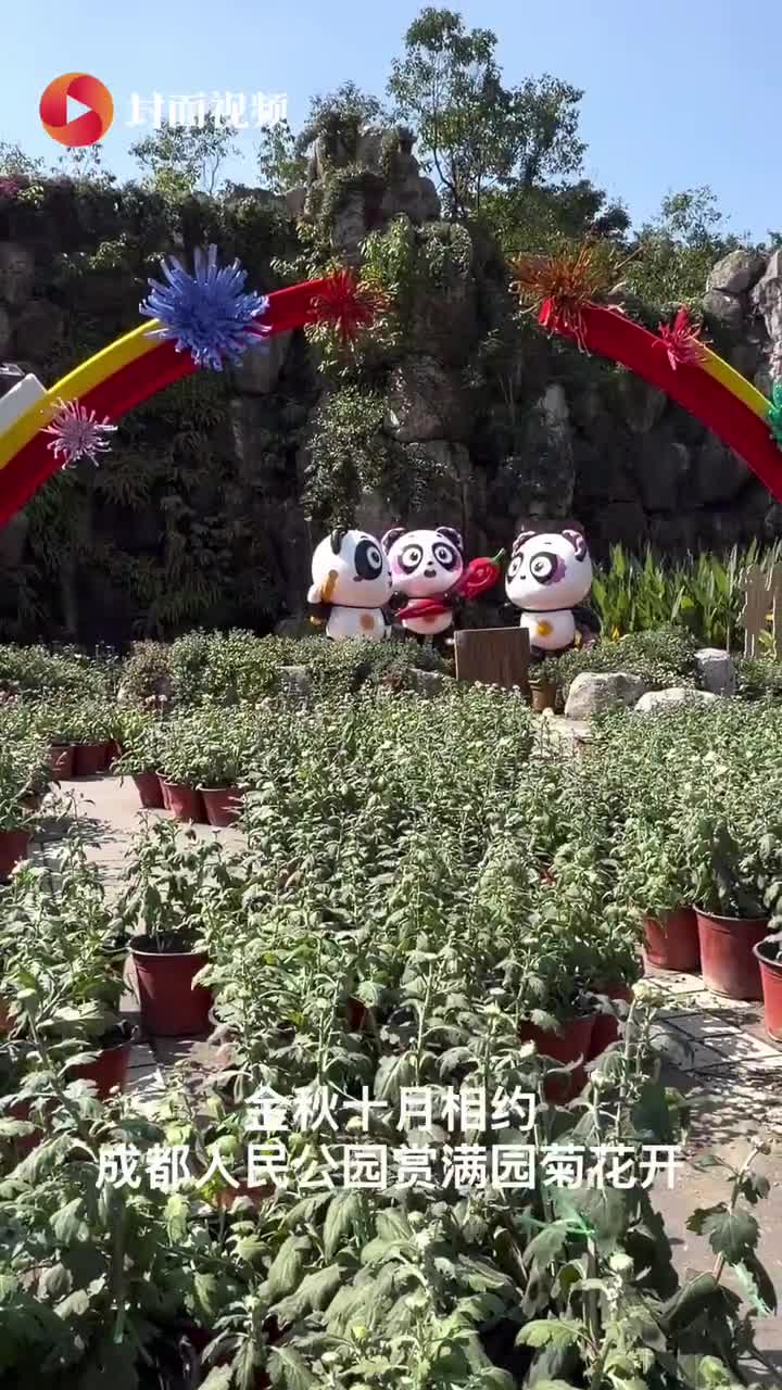 金秋十月 相约成都人民公园赏满园菊花开