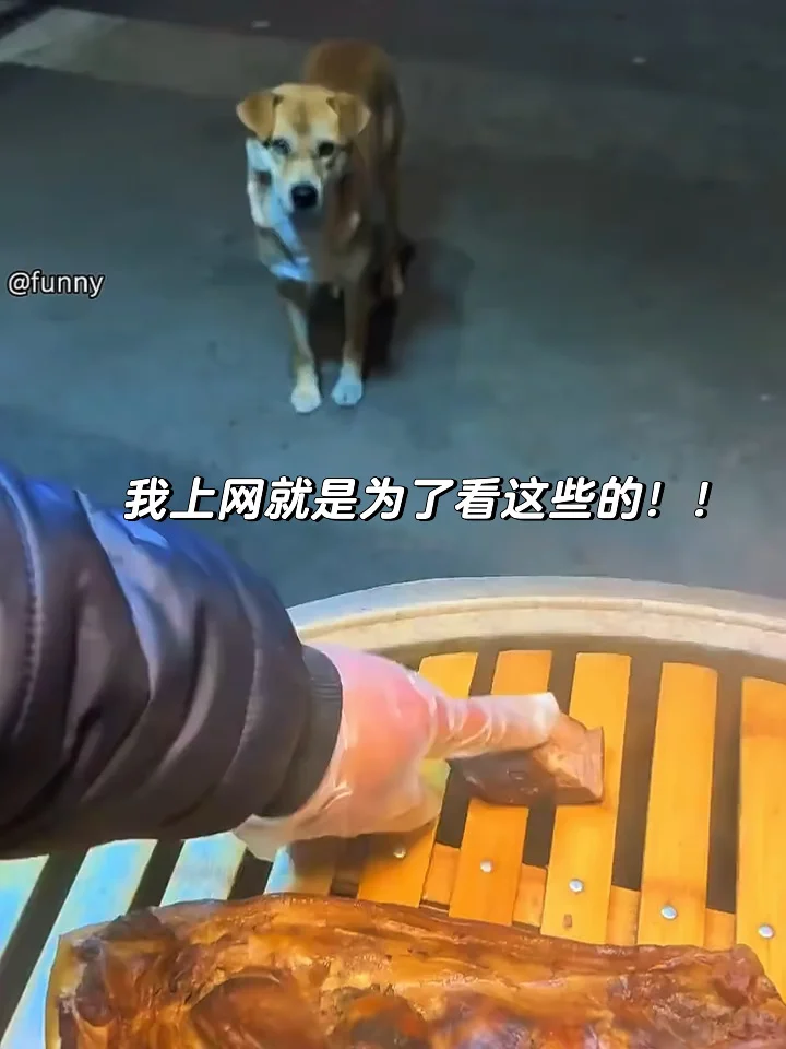 我上网就是为了来看这些的呀❤️