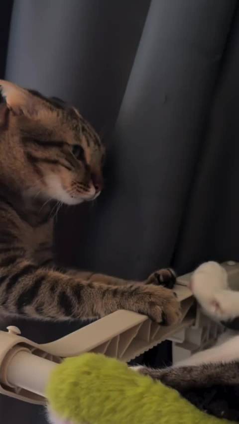 小猫光看面相就知道谁凶谁老实了  ​​​