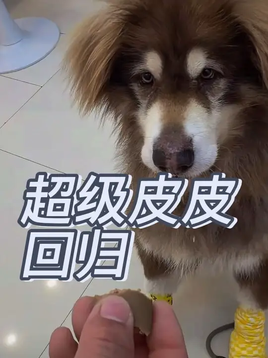 天知道这个镜头有多美好，这一刻它回来了，阿拉斯加传奇皮皮大王哈哈