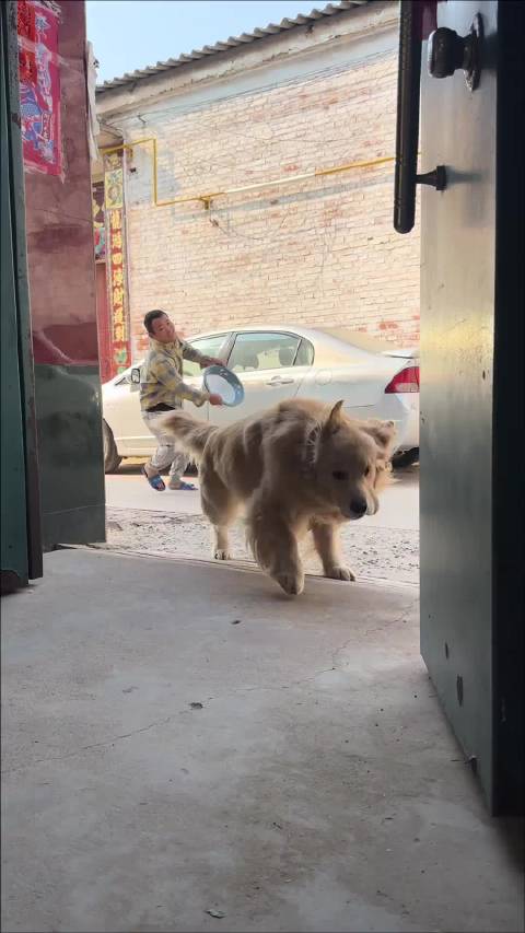 #金毛跟着谷歌地图摄影师入镜上千次#  有仇必报的金毛狗狗~