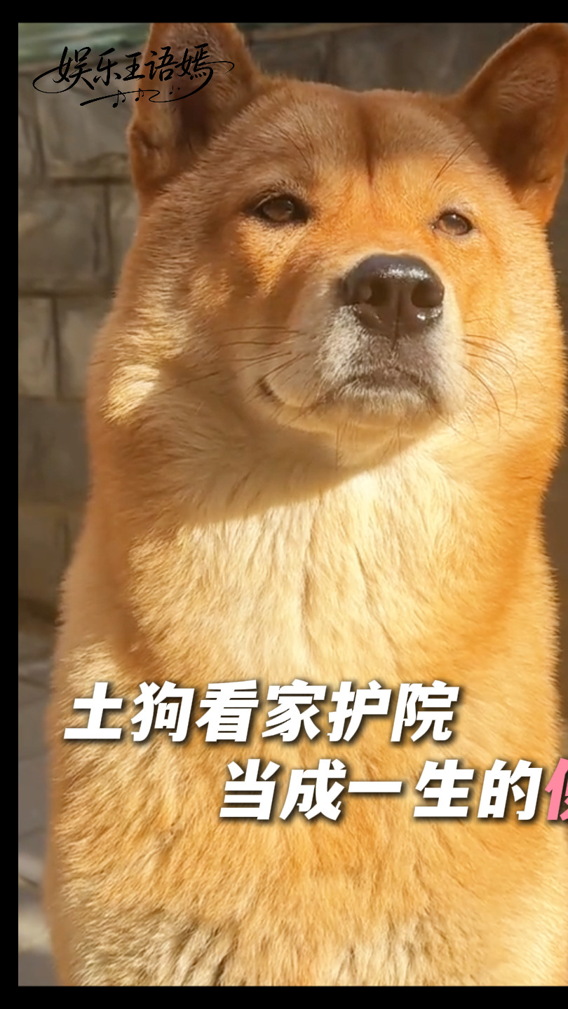 狗子上的是夜班