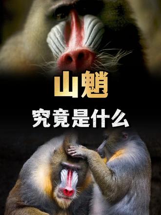 老人常说宁遇豺狼不碰山魈，山魈究竟是什么，为何如此可怕？ （1）