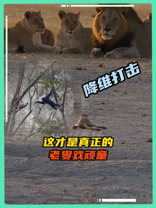 摇尾不是装可怜，而是老弟你还得练