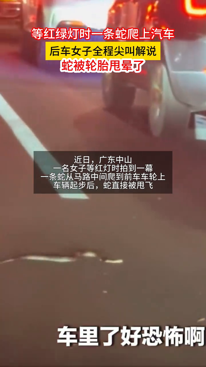 等红绿灯一条蛇爬上汽车，后车女子全程尖叫解说：蛇被轮胎甩晕了